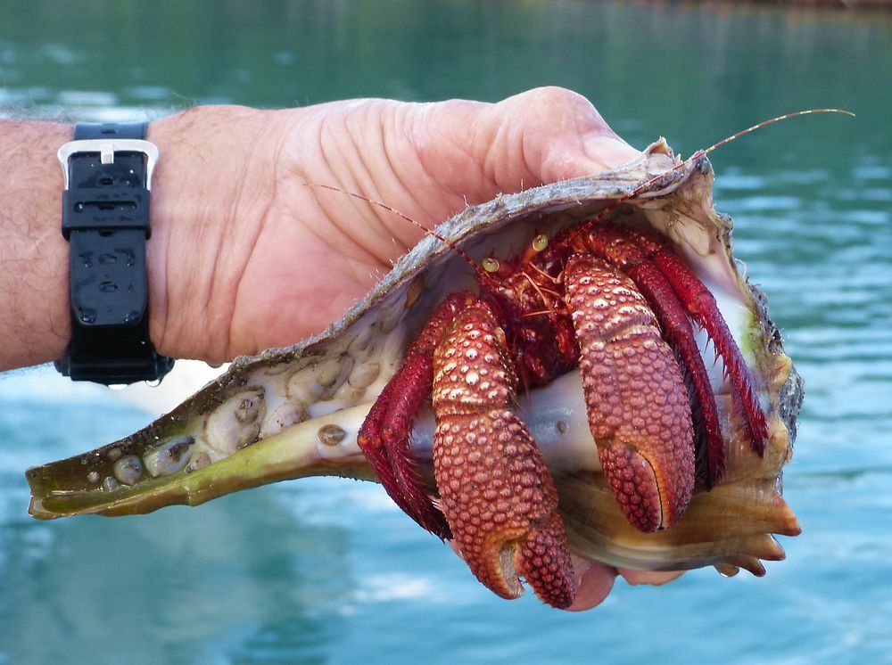 Click to See Next Image